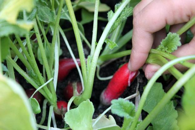 Picking radish
