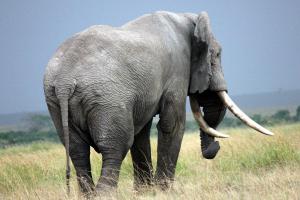 African Elephant
