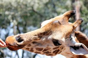 Beautiful Giraffe - Nairobi Kenya