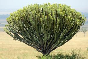 Cactus Tree - Kenya