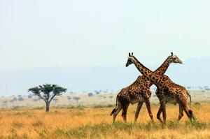 Giraffe crossneck - Kenya