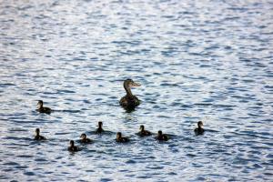 Mum and Ducklings