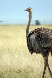 Ostrich