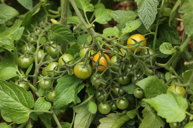 cherry tomato